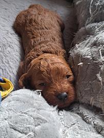 Cuccioli di barboncino toy rossi e fulvi