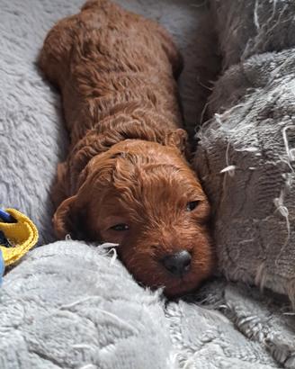 Cuccioli di barboncino toy rossi e fulvi