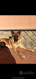 Adozione Cane Akita Pastore Tedesco