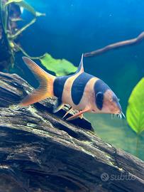 Botia pesce pagliaccio