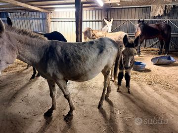 Asina bianca con asina paint