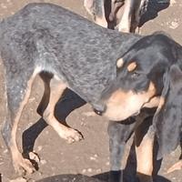 Cucciole di petit Blue