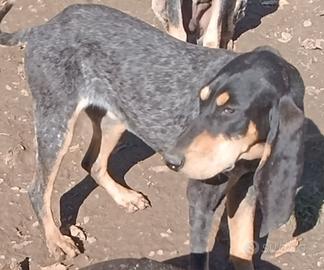 Cucciole di petit Blue