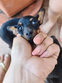Pinscher nano 350