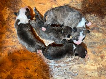Bull Terrier Miniature