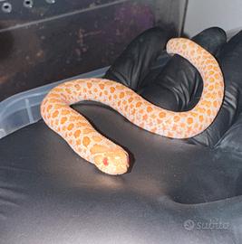 Serpente muso di porco/ nasicus