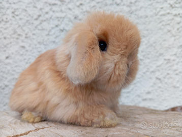 Conigli nani mini loop