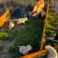 Cuccioli di Golden Retriever