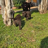Cuccioli di Labrador Retriever colore cioccolato