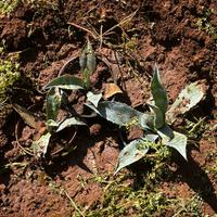 Agave americana