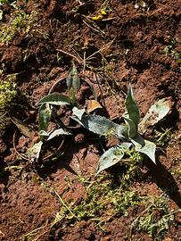 Agave americana
