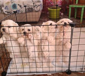 Maltese cuccioli