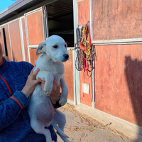 Cuccioli di tre mesi