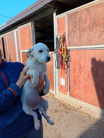 Cuccioli di tre mesi