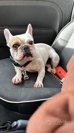 Monte Bouledogue francais