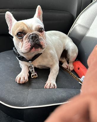 Monte Bouledogue francais