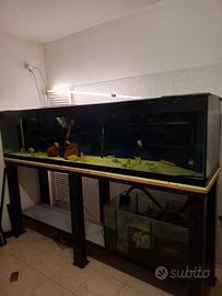 Acquario pesci 900 litri