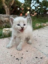 Gattini siamesi