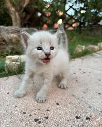 Gattini siamesi