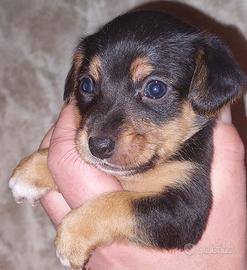 Pinscher Toy