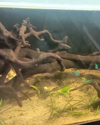 Pesci acquario