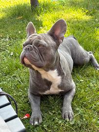 Bulldog francese esotico