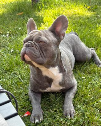 Bulldog francese esotico