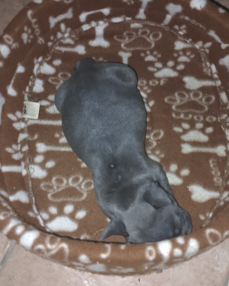 Bulldog francese