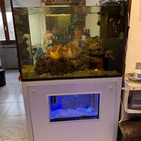 Struttura acquario completa (circa 500 litri)