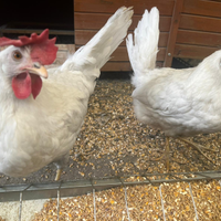 Galline livornesi e sussex