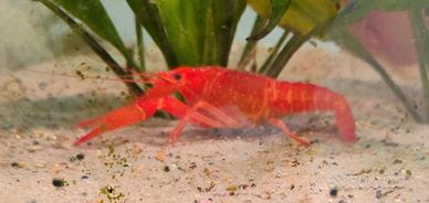 Gambero cherax