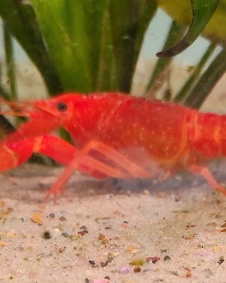 Gambero cherax