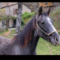 Puledro