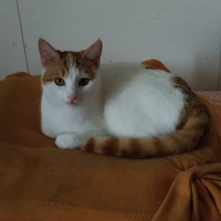 Gattina per amanti di gatti