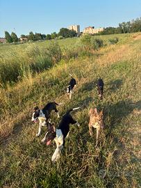 Cuccioli galgo