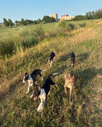 Cuccioli galgo