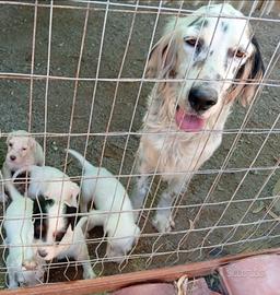 Cuccioli setter inglese