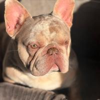Bulldog