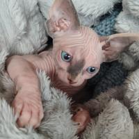 Cuccioli Sphynx gatto