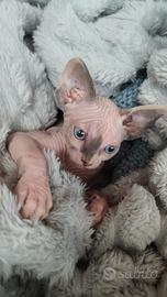 Cuccioli Sphynx gatto