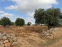 ter-agricolo-a-polignano-a-mare