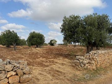 TER. AGRICOLO A POLIGNANO A MARE