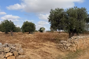TER. AGRICOLO A POLIGNANO A MARE