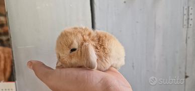 Cuccioli di coniglio minilop x ariete