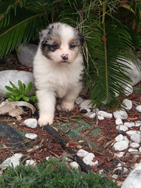 Pastore australiano con pedigree