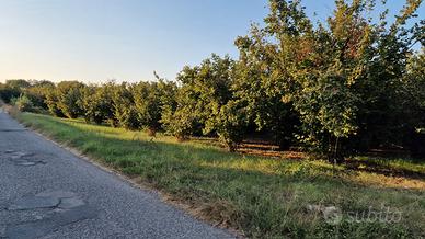 Terreno noccioleto e capannone Corchiano