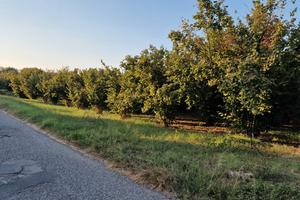 Terreno noccioleto e capannone Corchiano