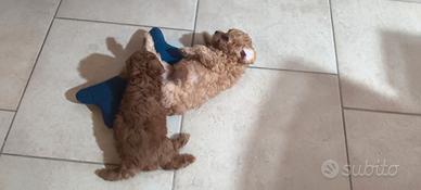 Cuccioli di barboncino