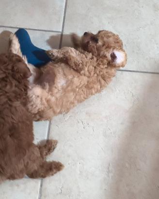 Cuccioli di barboncino