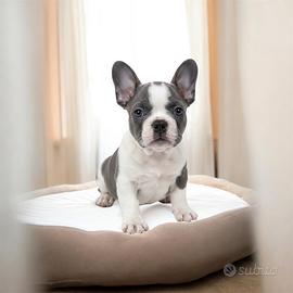Bulldog francese